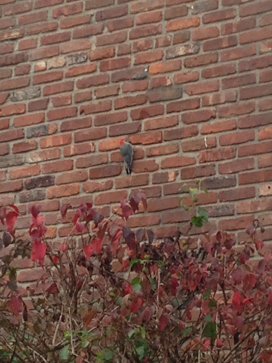 Red-bellied Woodpecker - ML38207181