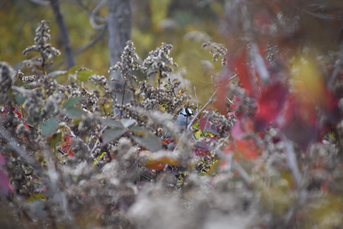 White-crowned Sparrow - ML382073621