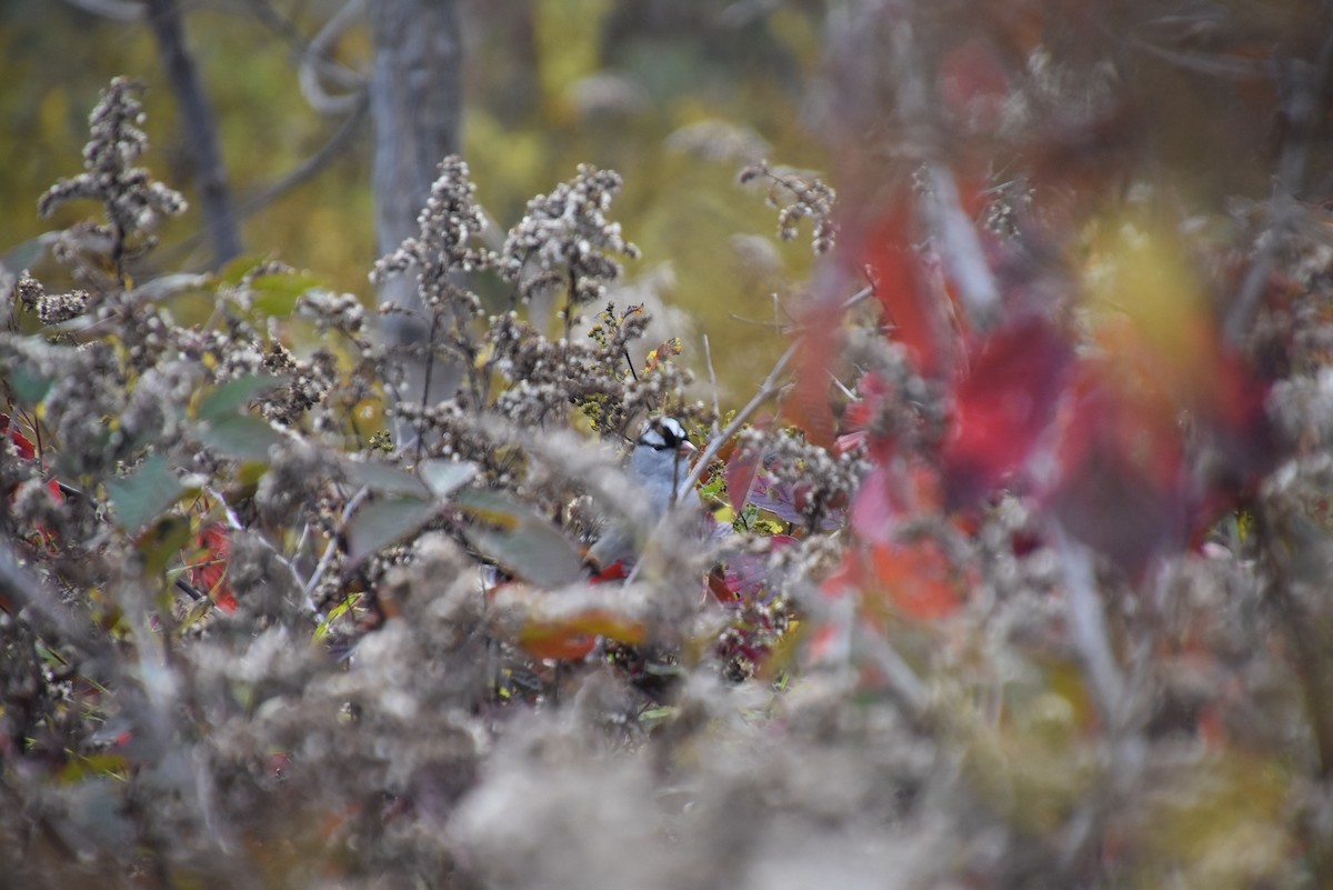 White-crowned Sparrow - ML382073801