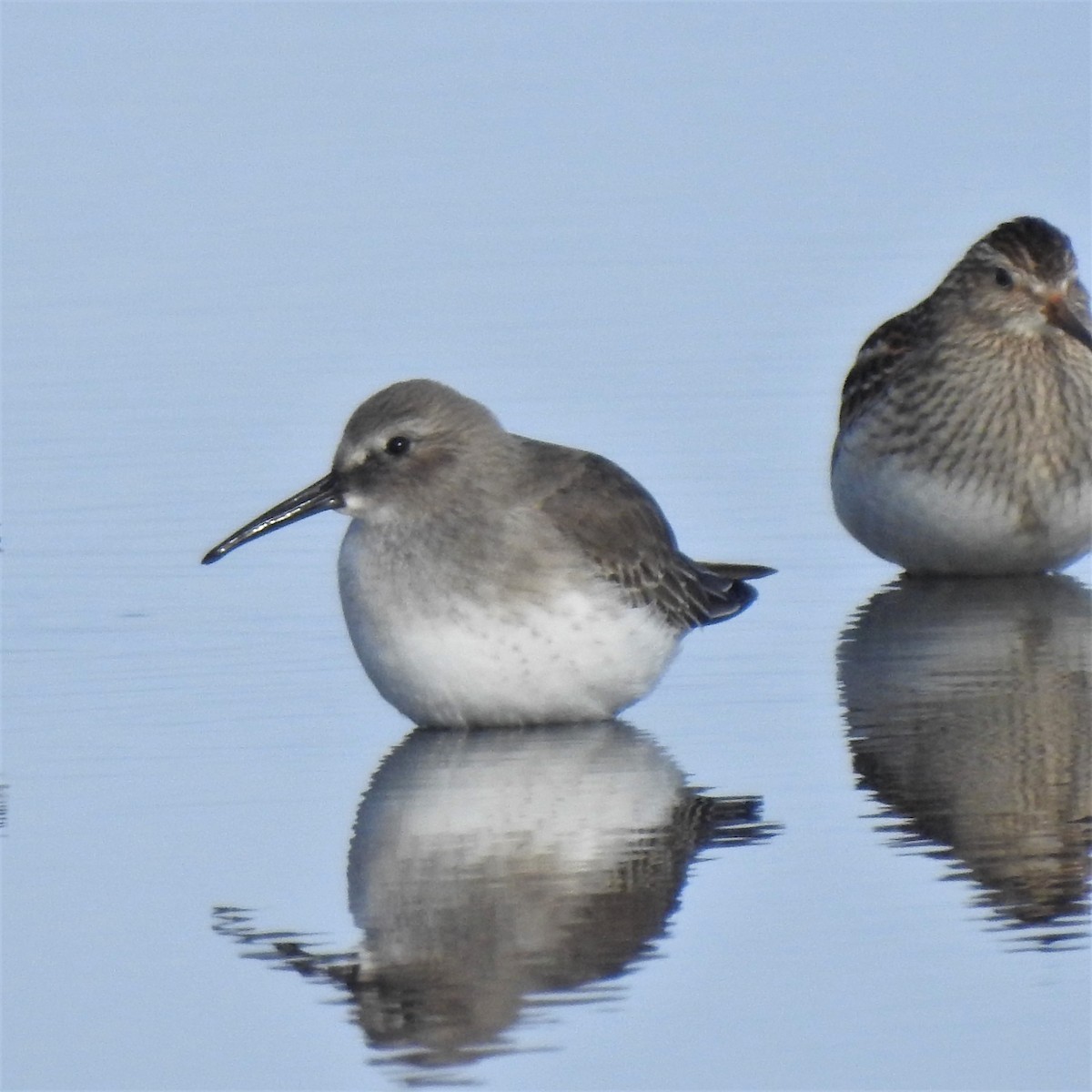 Dunlin - ML382074221