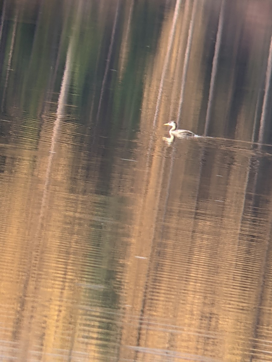 Red-necked Grebe - ML382074261