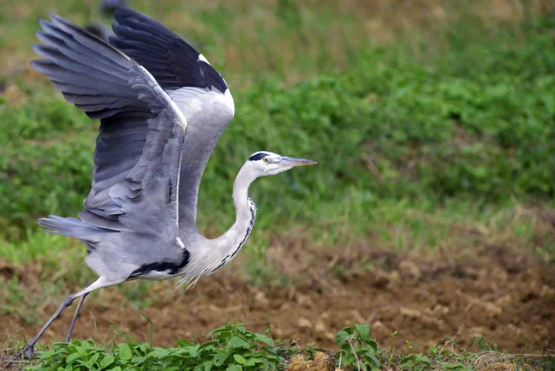 Gray Heron - ML382074991