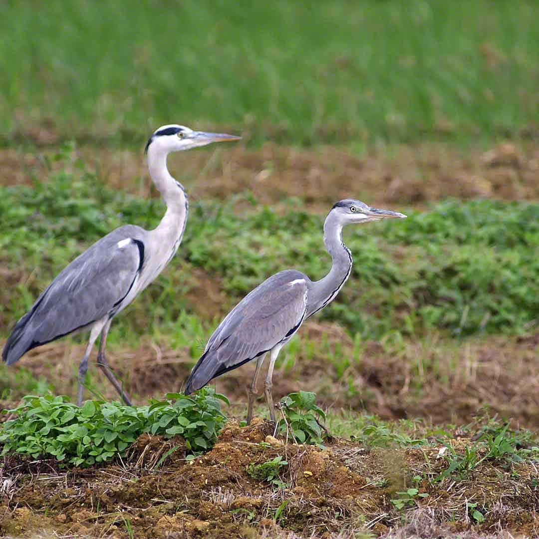 Gray Heron - ML382075031