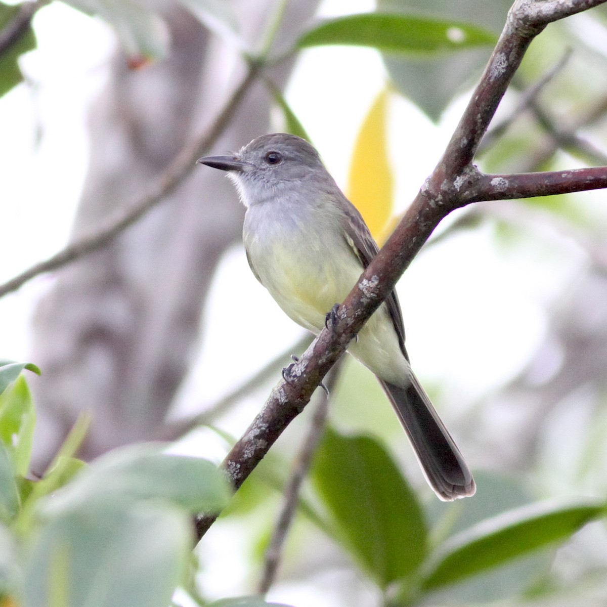 Panama Flycatcher - Glenn Seeholzer