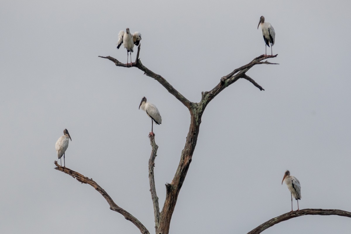 Wood Stork - Hoiman Low