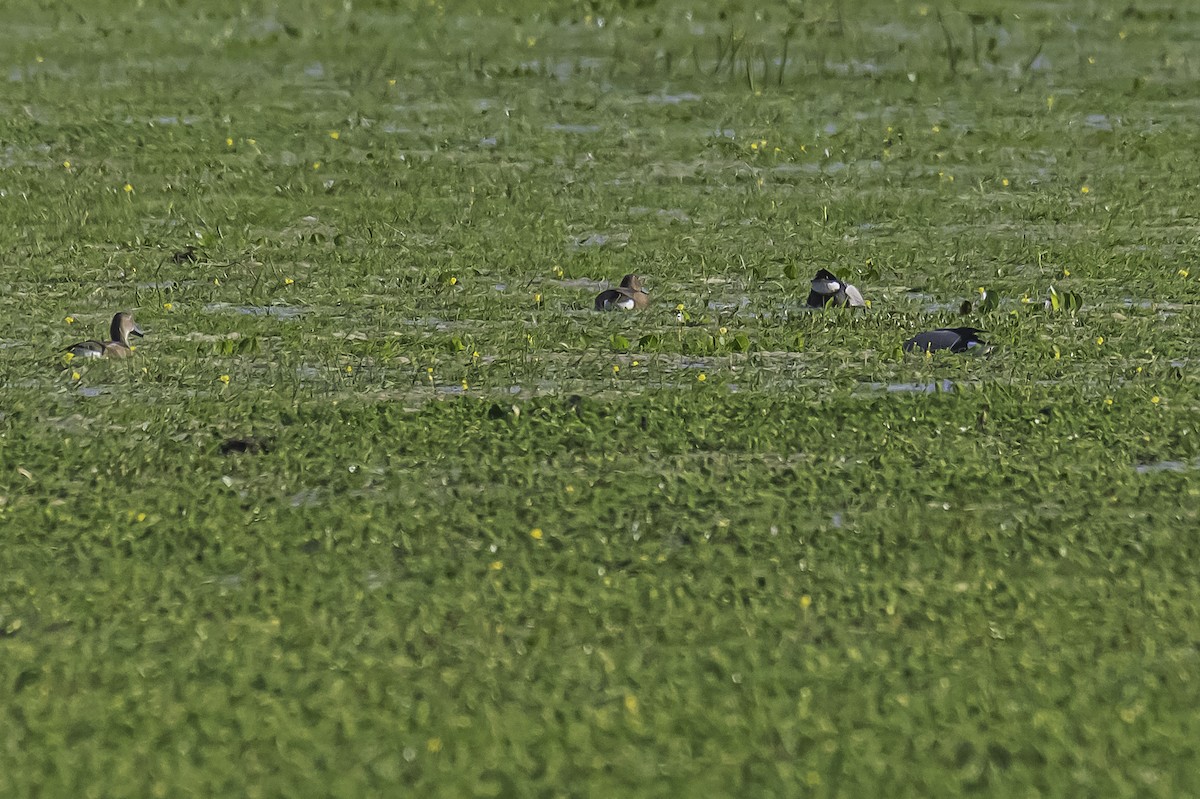 Rosy-billed Pochard - Amed Hernández