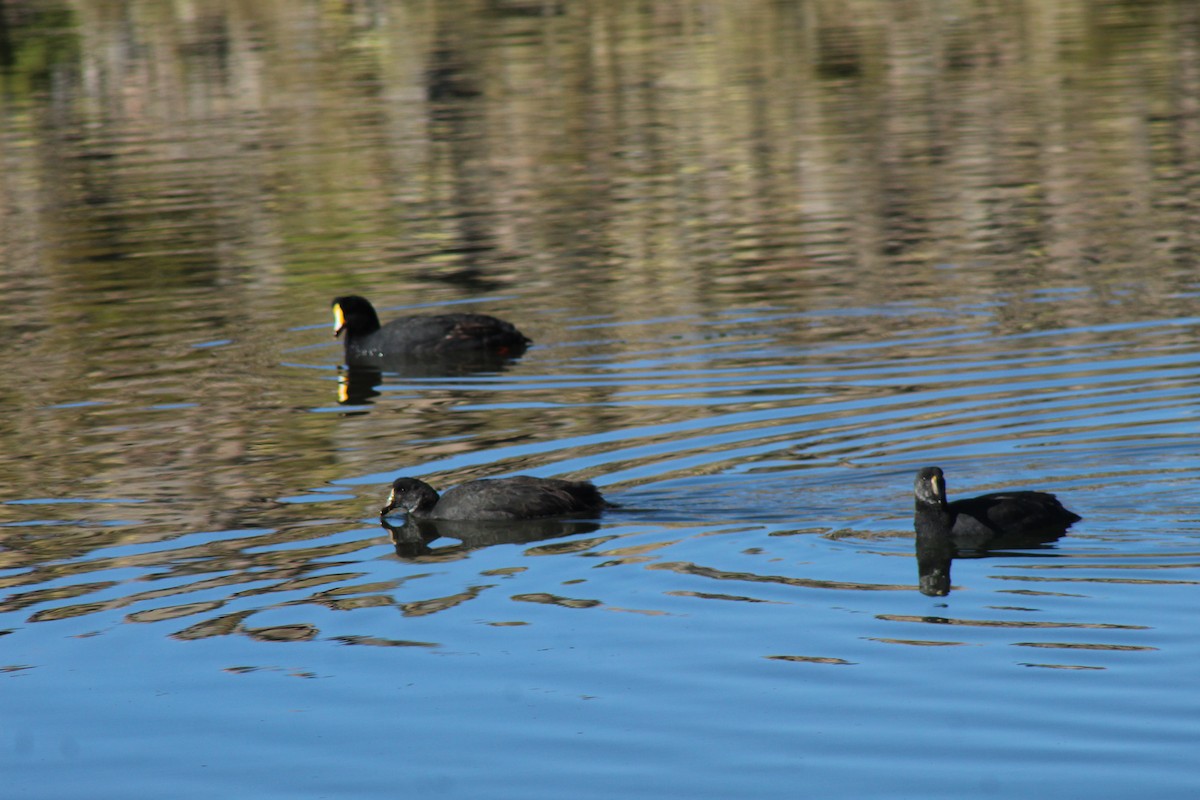 Giant Coot - ML382079131