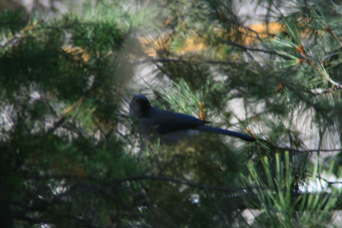 Mexican Jay - ML38207991