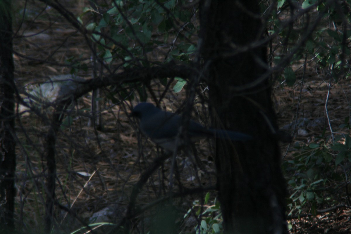 Mexican Jay - ML38208011