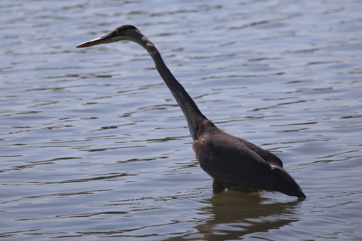 Great Blue Heron - ML382081791