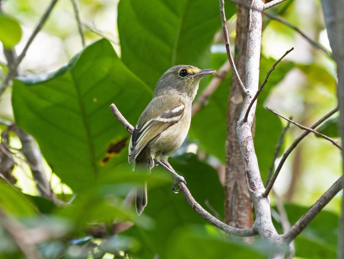 Vireo Piquigrueso - ML382083051