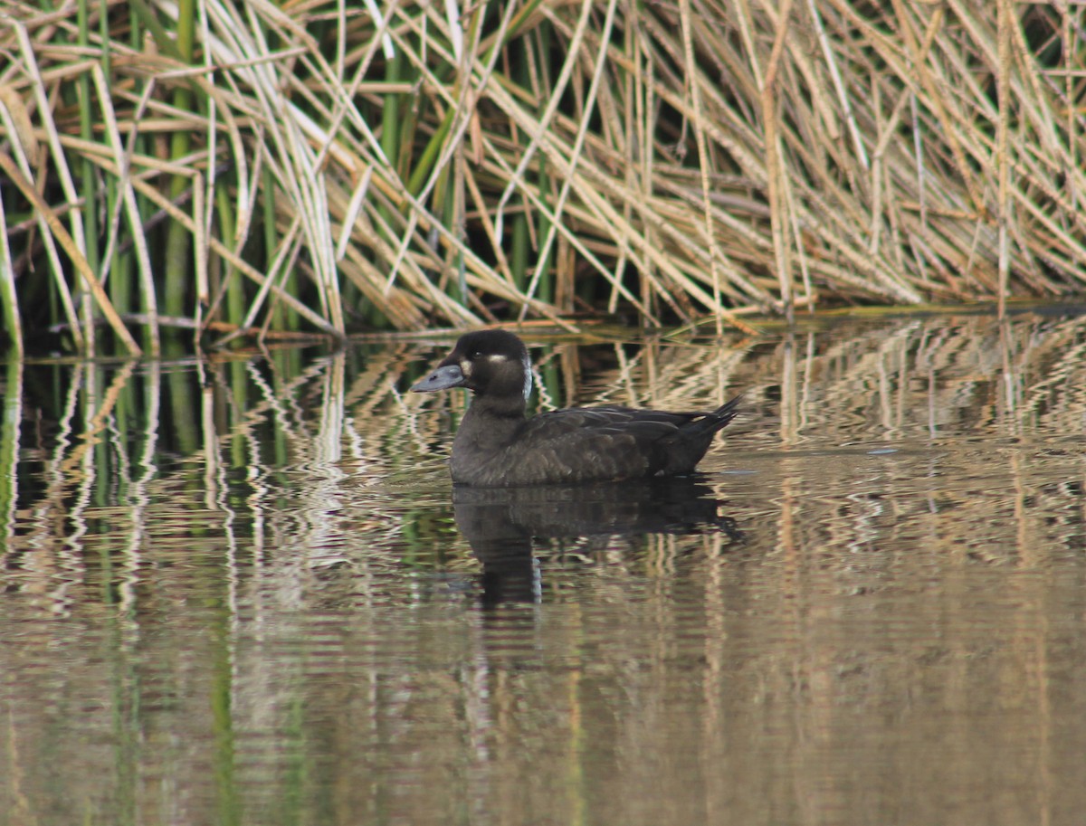 Surf Scoter - ML382083251