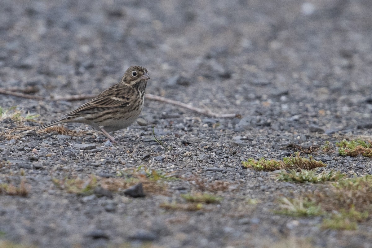 Vesper Sparrow - ML382086361