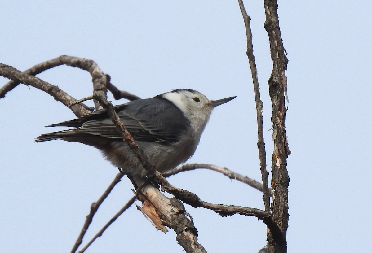 White-breasted Nuthatch - ML382086711