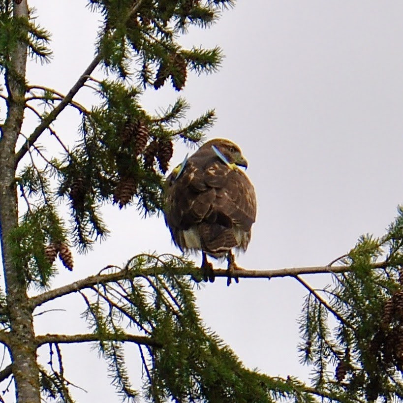 Red-tailed Hawk - ML382088151