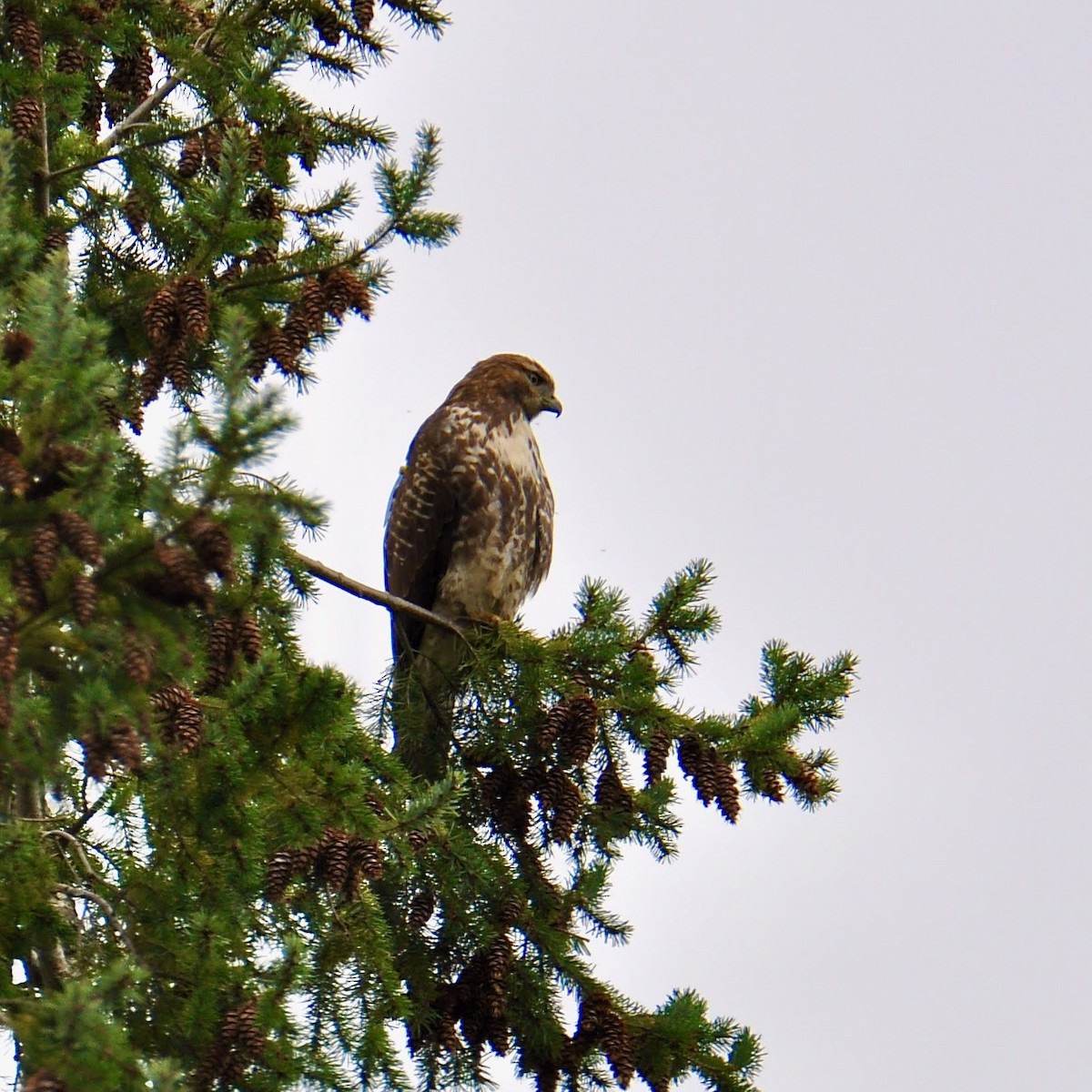 Red-tailed Hawk - ML382088171