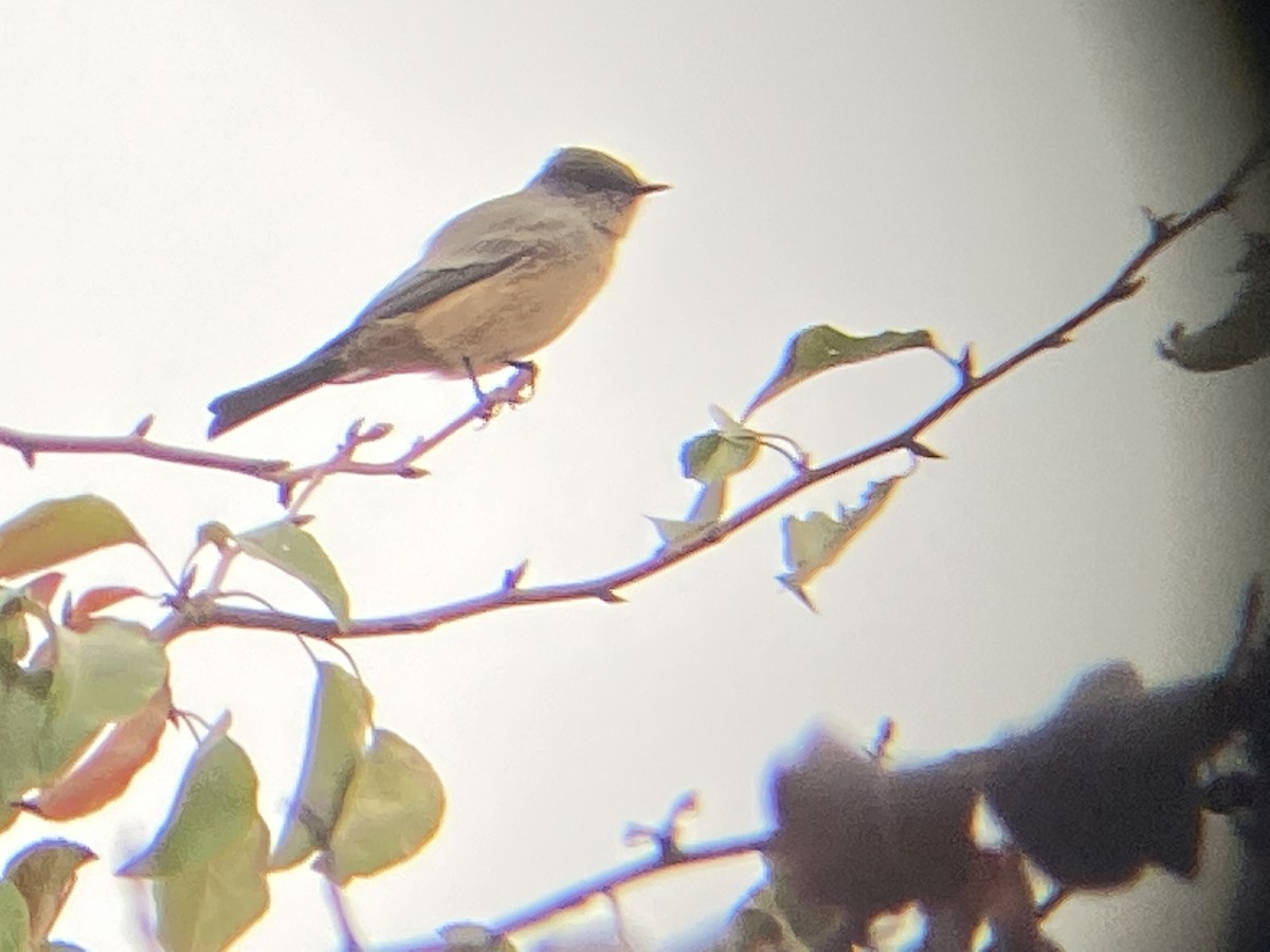 Say's Phoebe - ML382088301