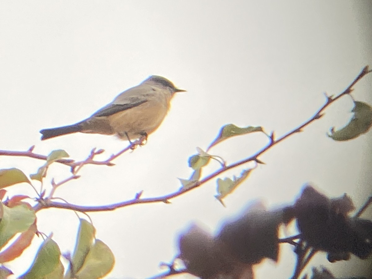 Say's Phoebe - ML382088311