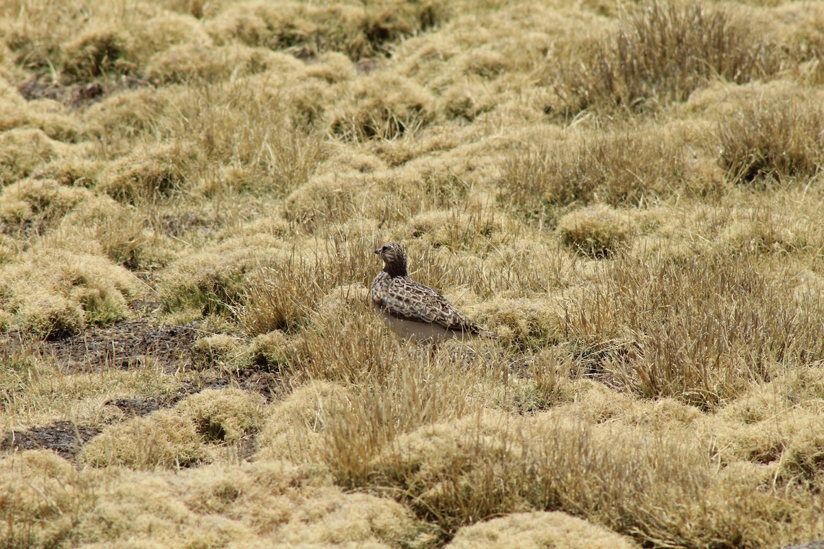 Gray-breasted Seedsnipe - ML382088451