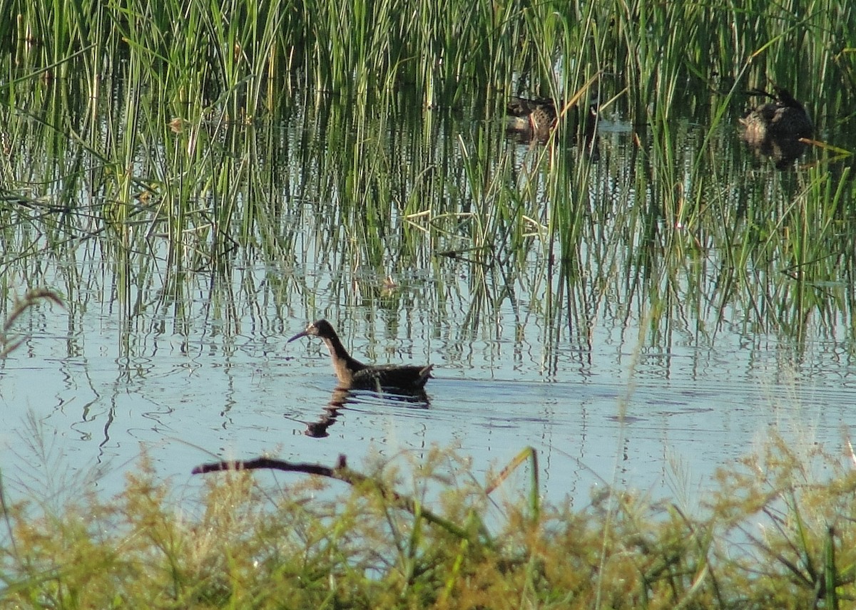 King Rail - ML382088711