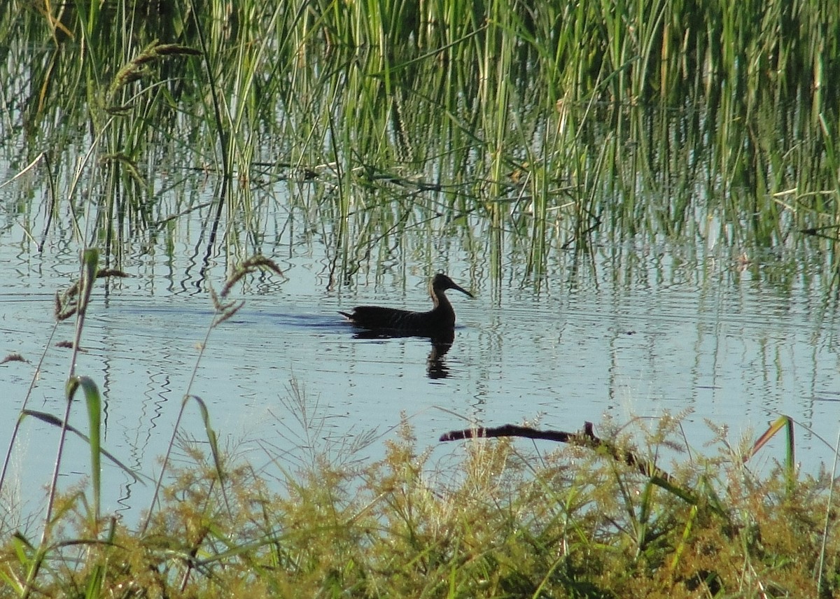 Râle élégant - ML382088751