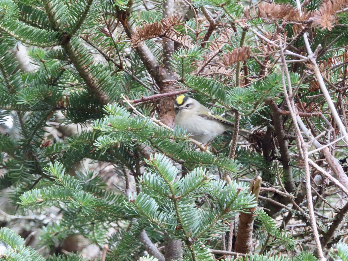 Golden-crowned Kinglet - ML382090311