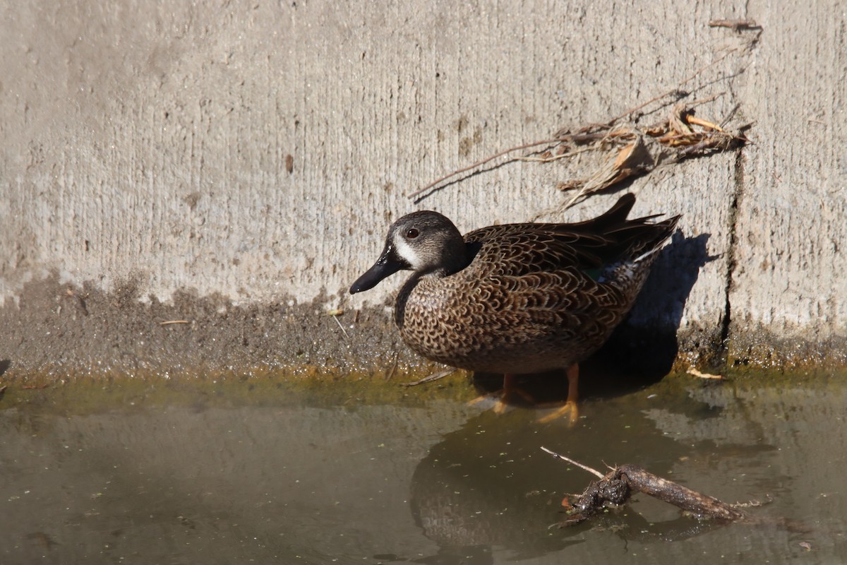 Blue-winged Teal - Sally Veach