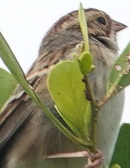 Clay-colored Sparrow - Jim Ackerman