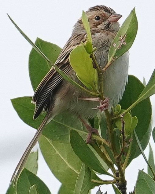 Clay-colored Sparrow - Jim Ackerman