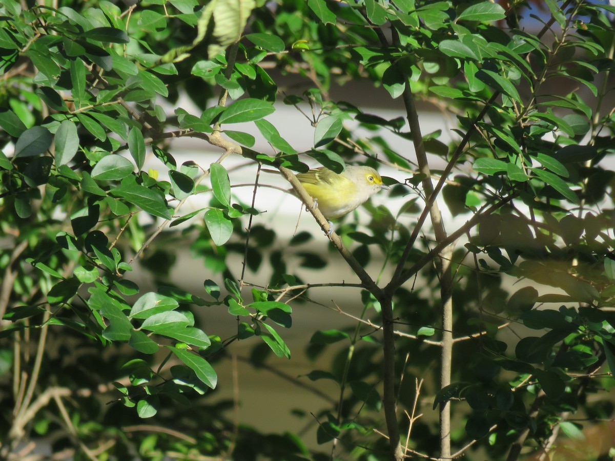 Vireo Ojiblanco - ML38209121