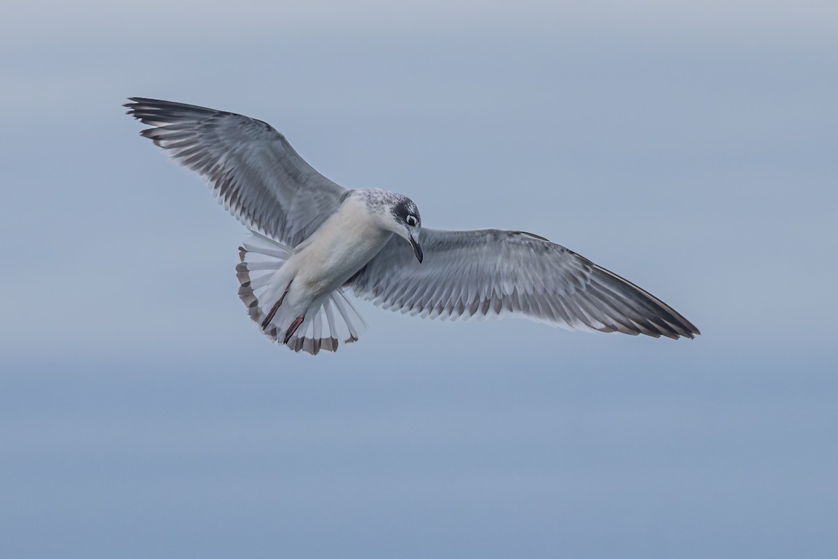 Franklin's Gull - Frank Lin