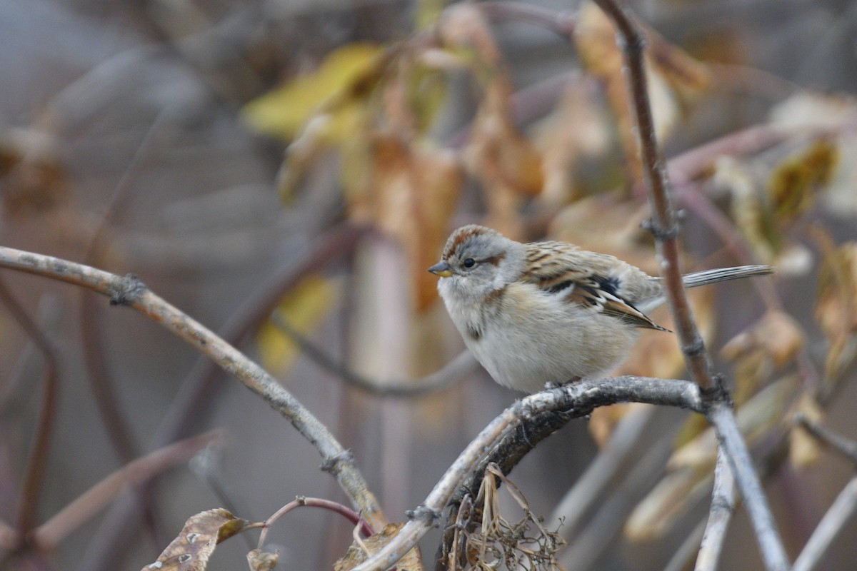 American Tree Sparrow - ML382092121