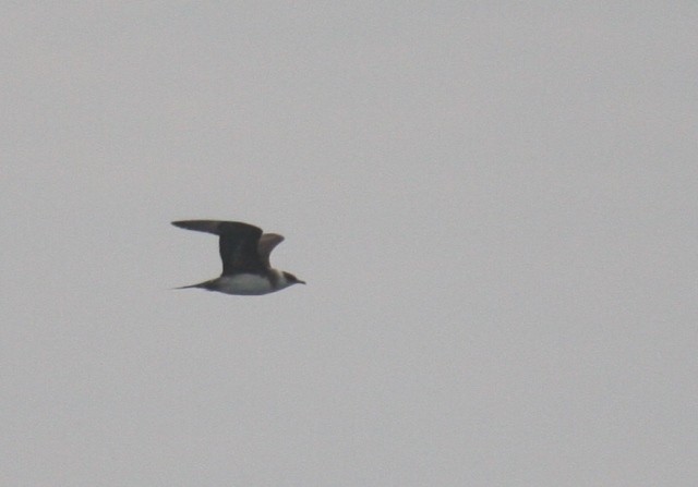 Parasitic Jaeger - Carlos Pacheco