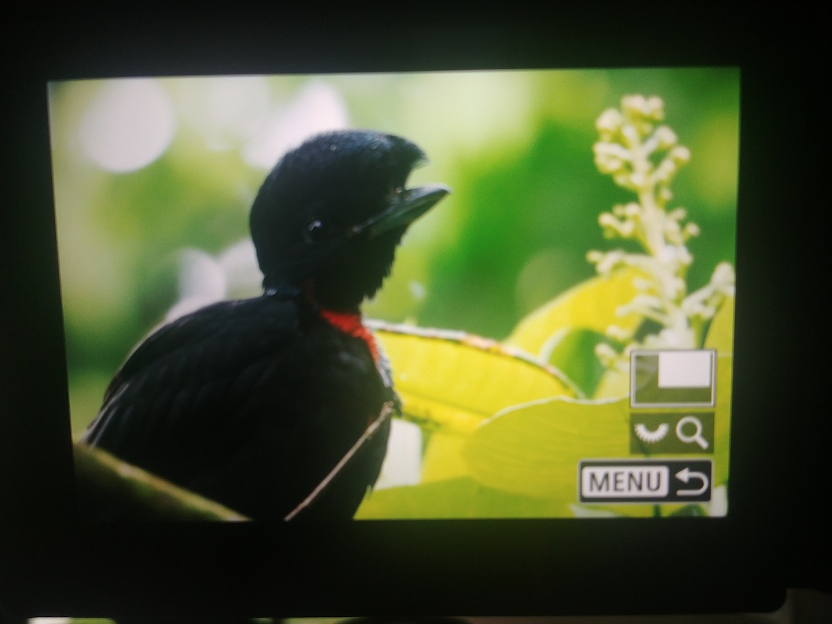 Bare-necked Umbrellabird - ML382094191