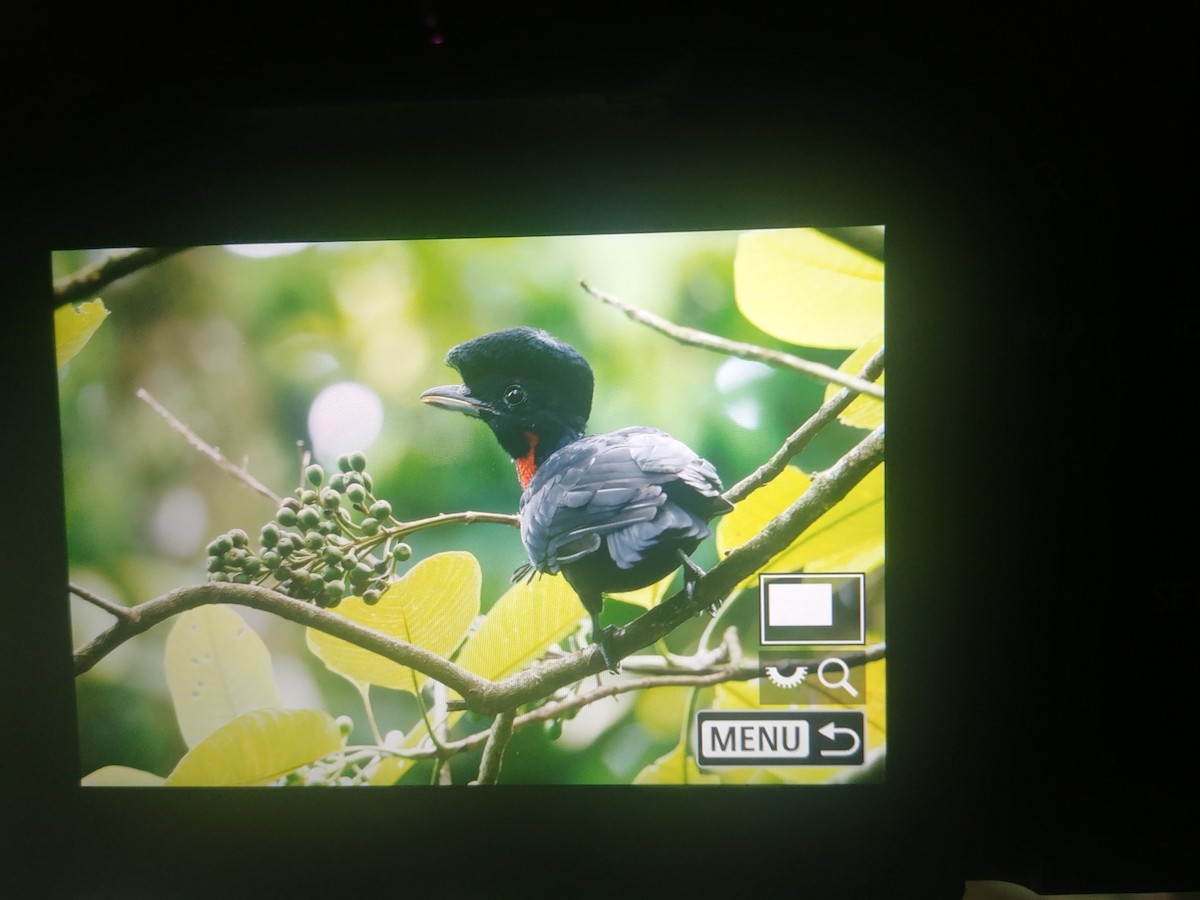 Bare-necked Umbrellabird - ML382094491