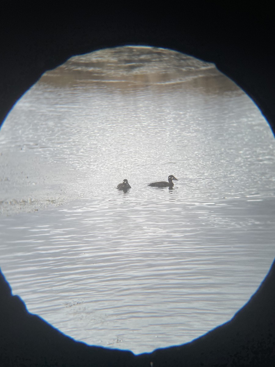 Surf Scoter - ML382095221