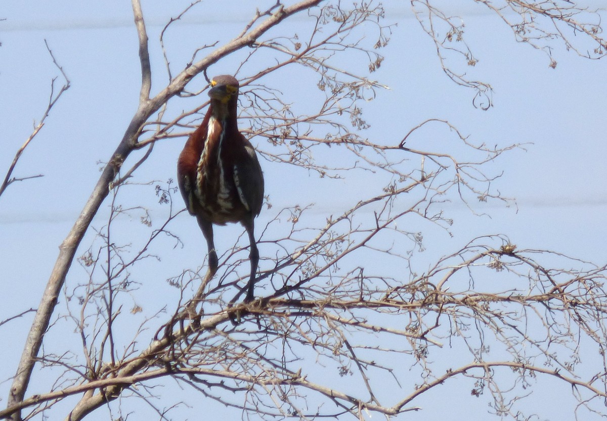 Rufescent Tiger-Heron - ML382095771