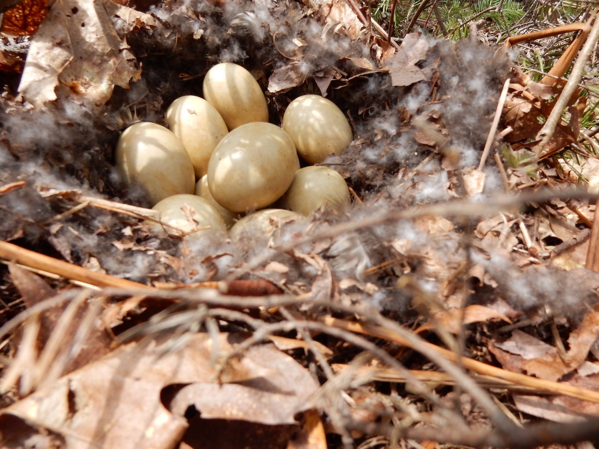 Mallard - Alain Gagné