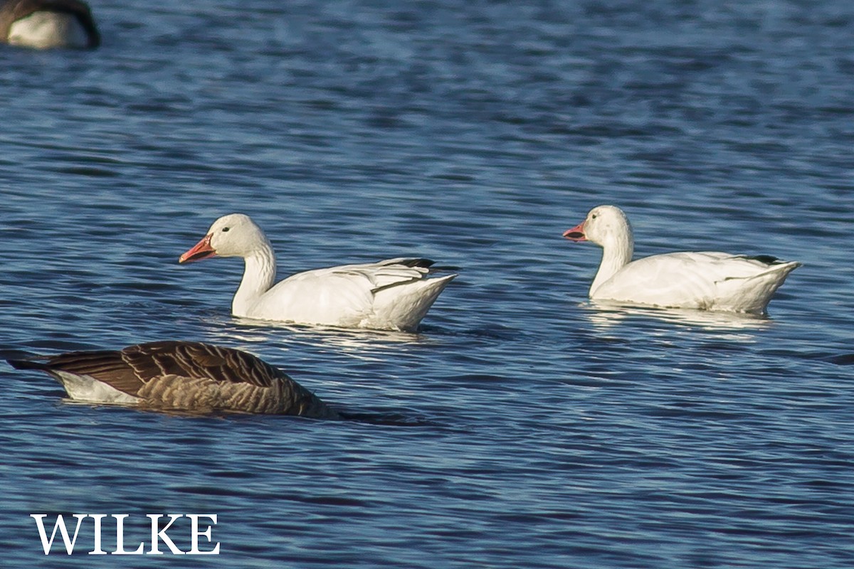 Snow Goose - ML38209641