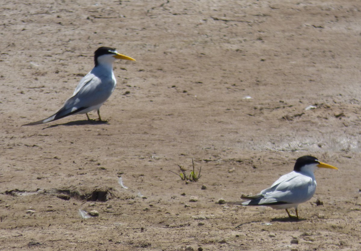 Yellow-billed Tern - ML382096601