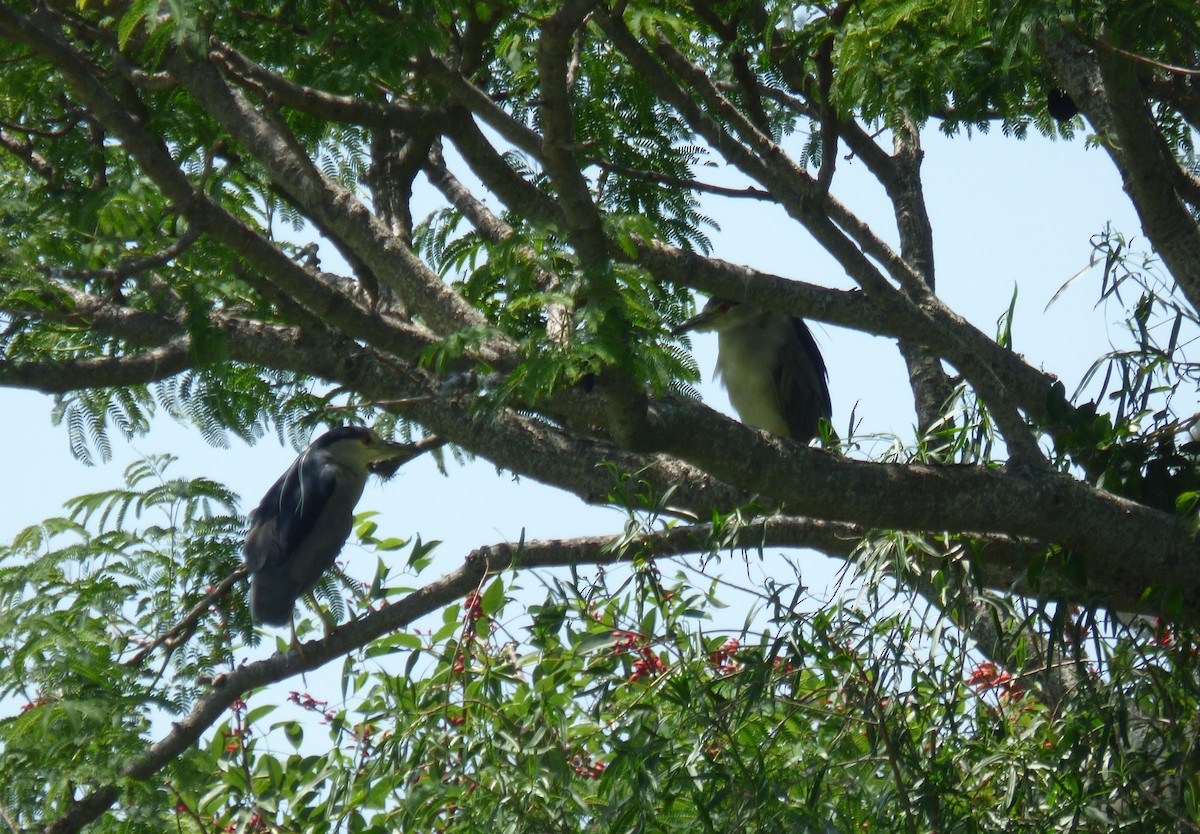 Black-crowned Night Heron - ML382096871