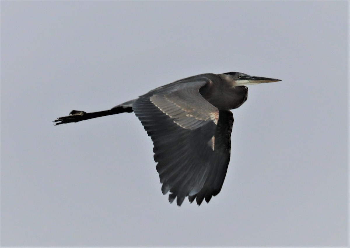 Great Blue Heron - ML382097001