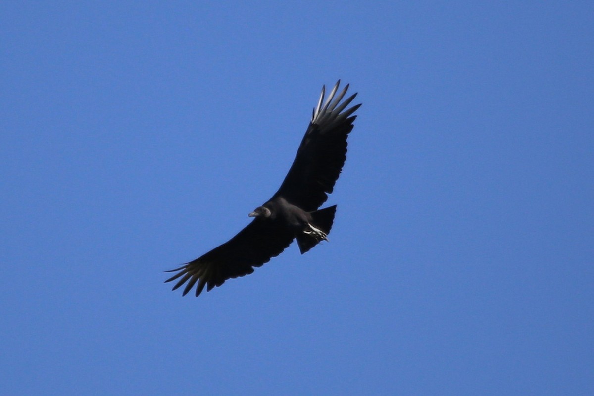 Black Vulture - ML382097331