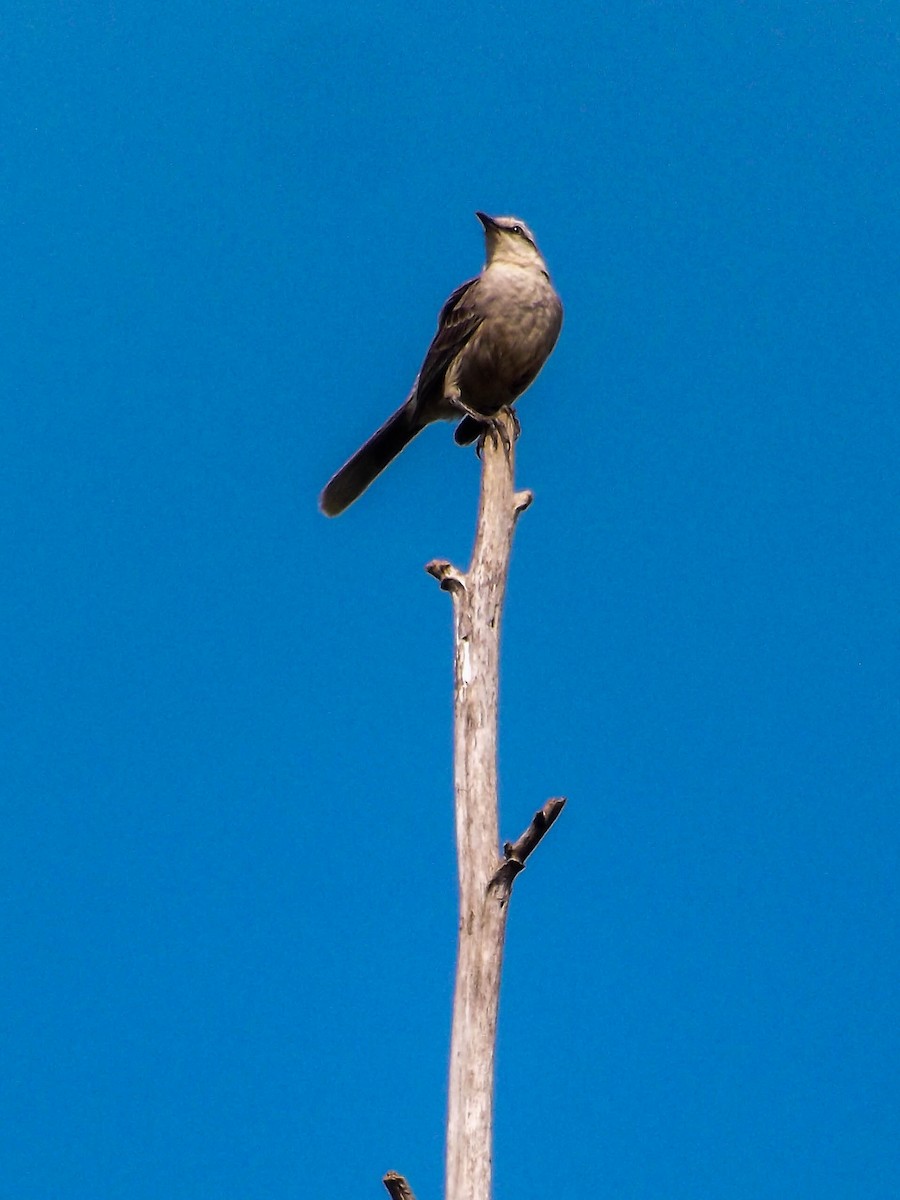 Chalk-browed Mockingbird - ML382097661