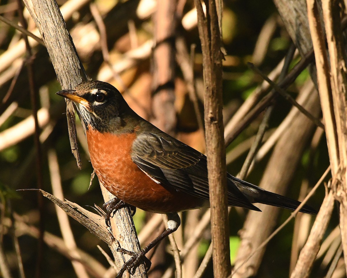 American Robin - ML382099201