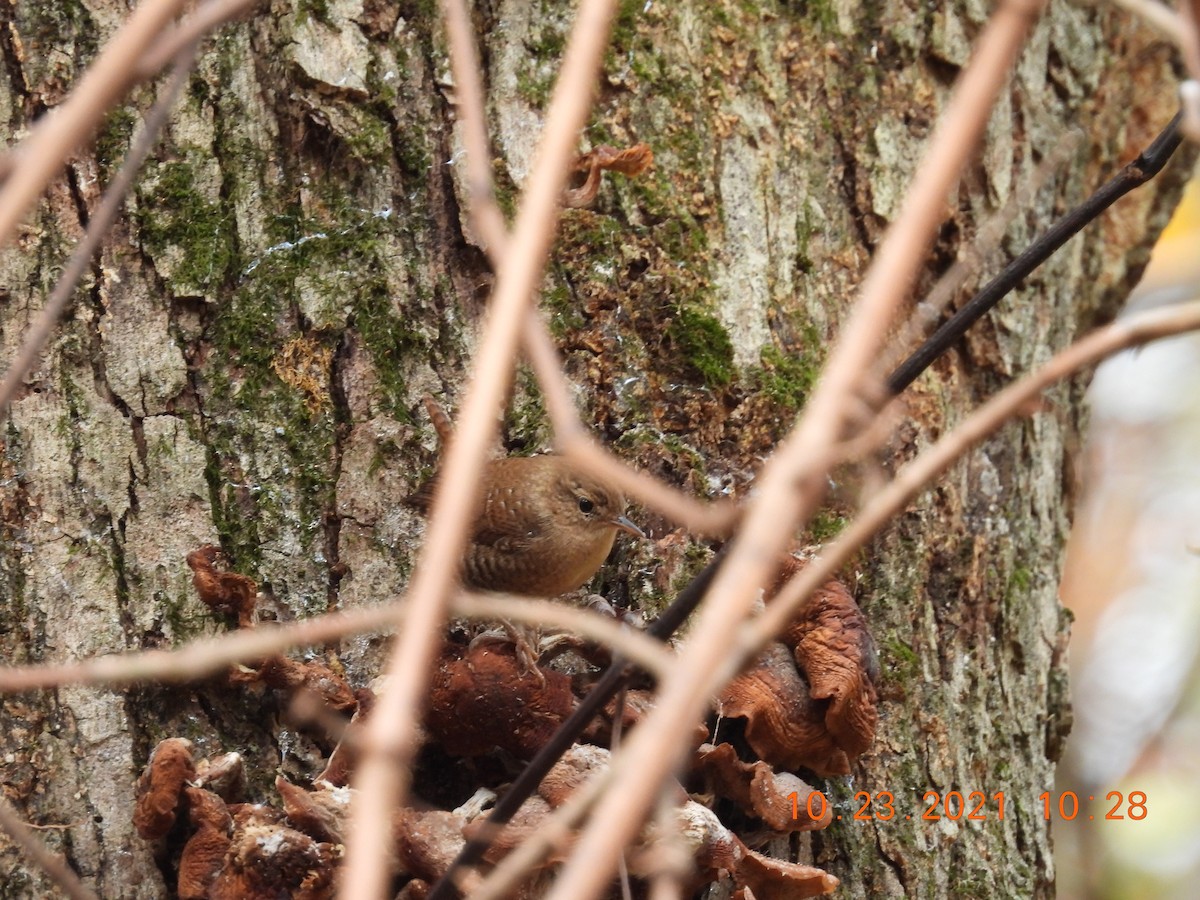 Winter Wren - ML382099581