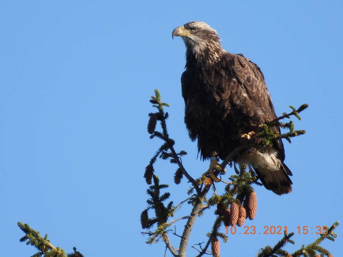 Bald Eagle - Jeff Fengler