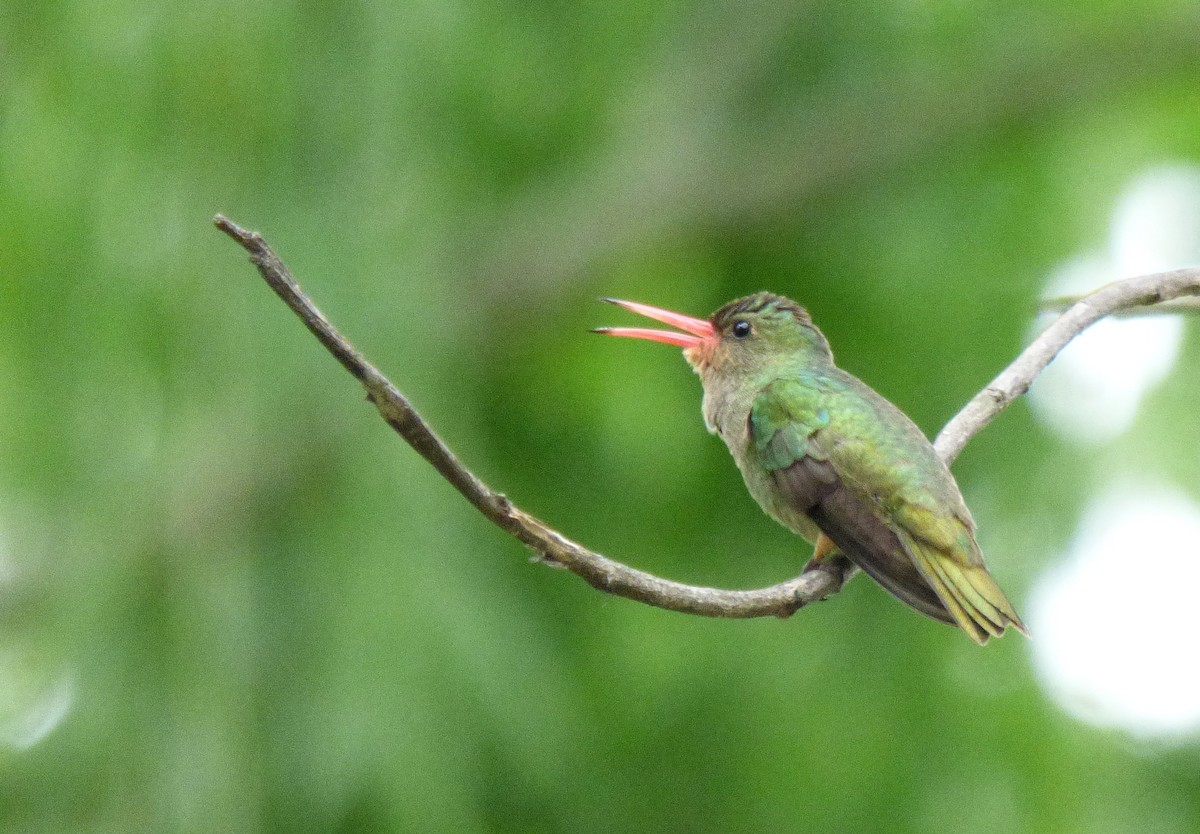 Gilded Hummingbird - ML382101741