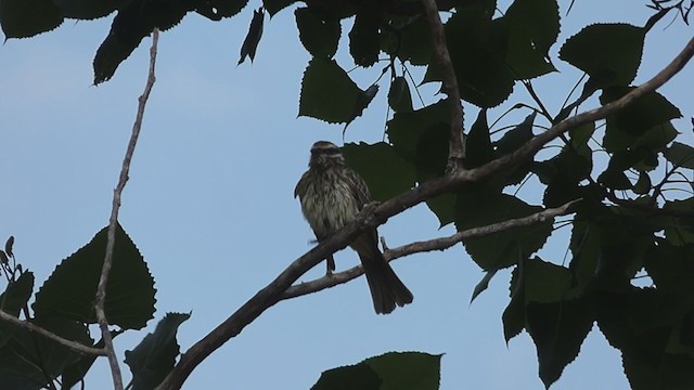 Streaked Flycatcher - ML382102021