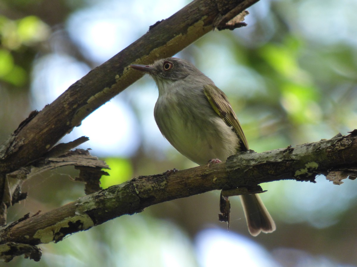 Pearly-vented Tody-Tyrant - ML382102091